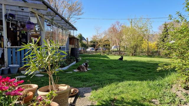 Zwei hunde im sonnigen Garten