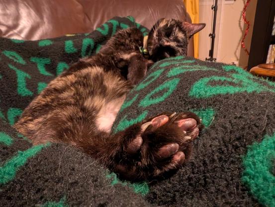 Tortoiseshell cat laying on a blanket with hind legs stretched out towards the camera. Paw pads in focus.
