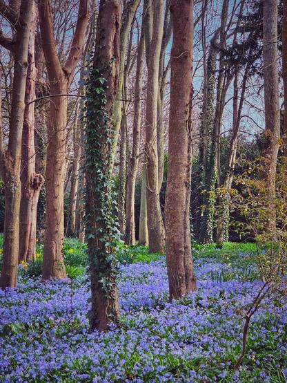 A vibrant photograph captures a woodland scene in spring. The ground is densely covered in a carpet of small, bright blue scilla flowers with green leaves. Several tall, bare trees with light brown bark rise up through the flowers, some with ivy climbing their trunks. Patches of yellow daffodils are visible amongst the scilla. The background shows more trees and a hint of a blue sky.