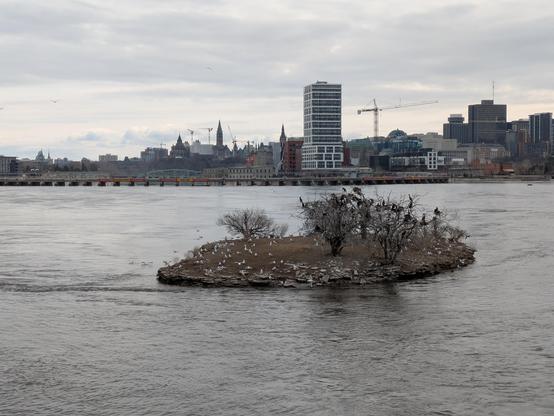A tiny island with a few bare trees filled with cormorants and the ground covered in gulls.  The island is in the middle of a large river with buildings, and the Parliament Building, in the background.
