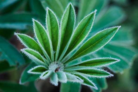 A macro photograph of a small green leafy plant (sorry, I'm terrible at identifying plants). The plant has multiple long leaves, each ringed by small fuzzy hairs. The leaves and hairs are coated with morning dew, with a larger droplet having accumulated at the centre of the plant.