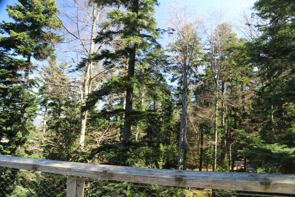 Pictures of climbing the treetop walk in the Black Forest near Bad Wildbad 

Bilder beim Besteigen des baumwipfelpfads im Schwarzwald bei Bad Wildbad