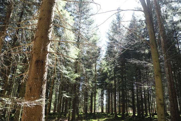 Ein Foto. Bild aus dem Schwarzwald bei Bad Wildbad, südöstlich von Stuttgart

A photo. Picture from the Black Forest near Bad Wildbad, southeast of Stuttgart
