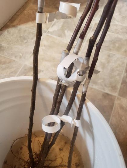 White bucket with five long branches sticking out. The branches are rootstock apple trees. At the top, the branches have the tape where the scion wood was attached, as well as the tags with the varieties.