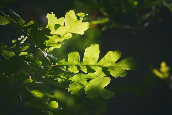 A close-up image of bright green oak leaves illuminated by sunlight. The leaves have a distinct lobed shape, and the light creates a contrast between the vibrant green of the leaves and the darker background. The sunlight highlights the texture and veins of the leaves, giving them a vivid appearance.