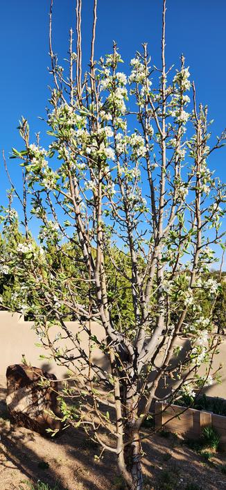 Peach tree in bloom.