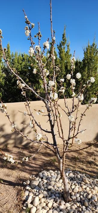 Cherry tree inbloom.