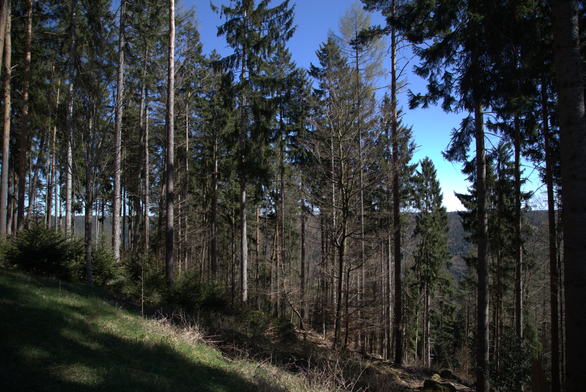 Ein Foto. Bild aus dem Schwarzwald bei Bad Wildbad, südöstlich von Stuttgart

A photo. Picture from the Black Forest near Bad Wildbad, southeast of Stuttgart