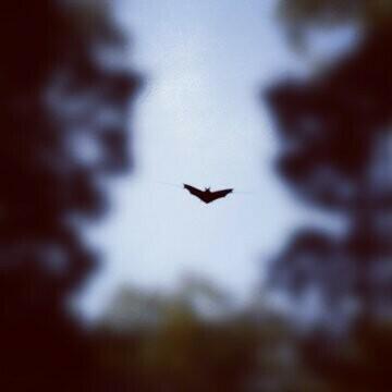 A bat wind sculpture hung between trees in Frankfurt.
