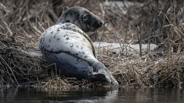 Phoque gris
 Depuis plusieurs jours, ce jeune mammifère a pris ses quartiers à Québec. Il fait escale dans une rivière