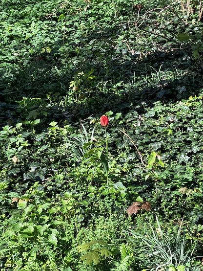 Eine einzelne Tulpe zwischen ganz viel Grünzeug im Wald