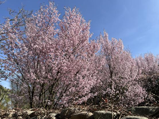 Blühende Kirschbäume vor blauem Himmel