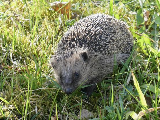 Igel im Gras, der uns anschaut