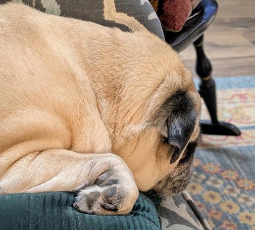 Photo of Marvin, my fawn-colored Pug, sleeping  on top of a green pillow on the sofa .