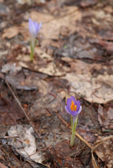 Close up photograph of two purple crocus flowers, just coming out of the ground covered with dead leaves, starting to open.