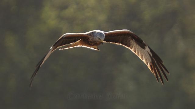 Ein Rotmilan fliegt tief über einem Acker und schaut hinab. Sein Umriss leuchtet weiß von der tief stehenden Sonne.