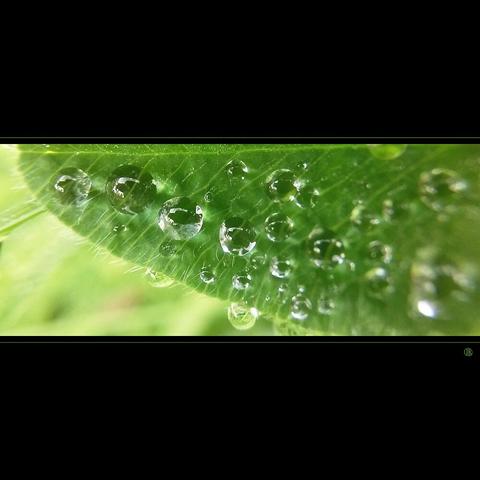 phone photo of water droplets on a leaf