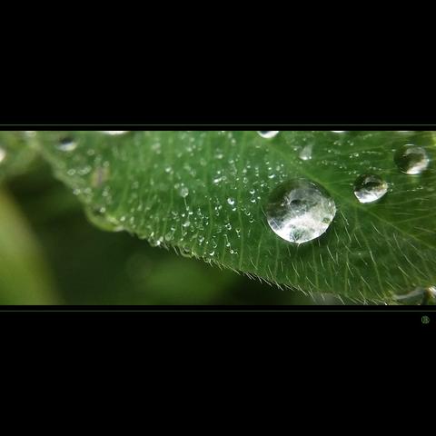 phone photo of a water droplets on a leaf