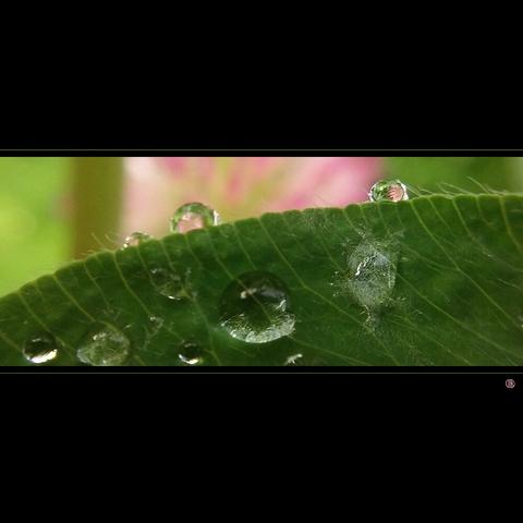 phone photo of a water droplets on a leaf