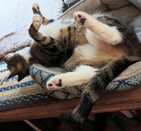 A young tabby cat named Pax, who has white markings, is upside down and belly up, in her turquoise and white cat bed by a window.  All four feet are waving in the air, revealing pink and black toe beans.