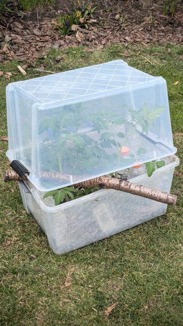 A cold frame made from two clear plastic tubs, put together like a clamshell. There are tomatoes and peppers inside, and the tubs are held slightly open by a big stick.