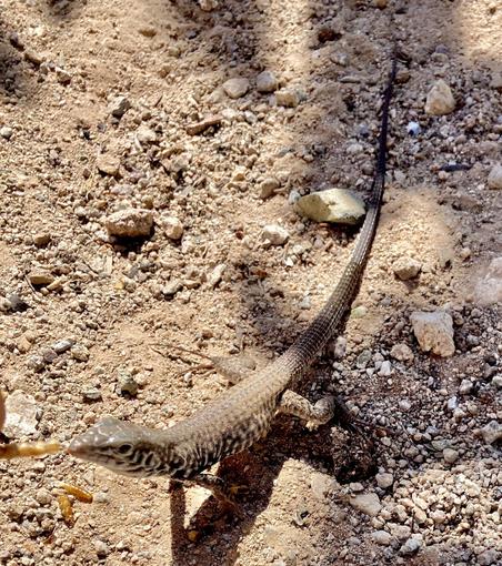 A slender brown lizard with tiger-like brown and beige markings on its neck and sides and a pointy, triangular nose reaches up to take a mealworm from my hand.