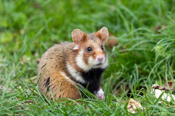 Feldhamster sitzt im Gras