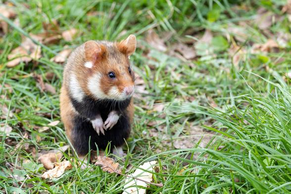 Feldhamster sitzt im Gras und macht (ein leicht vorgebeugtes) Männchen - die Vorderpfötchen hängen vorm Körper runter und er schaut rechts am Betrachter vorbei.