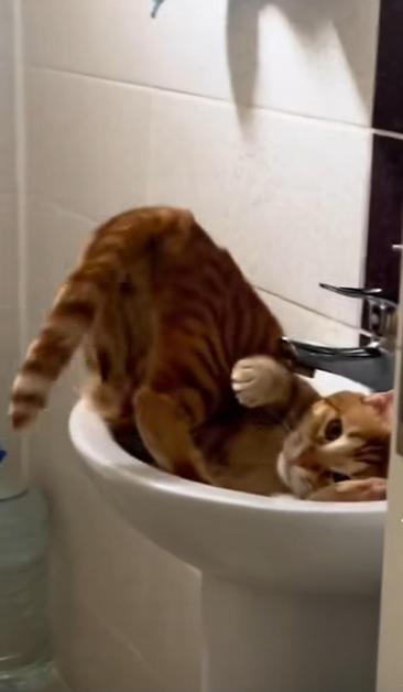 Orange tabby is in the precaurious pose in the oval bathroom sink with its head inside and the butt and hind legs sticking out.