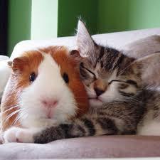 tabby kitten on sofa hugging a guinea pig like besties