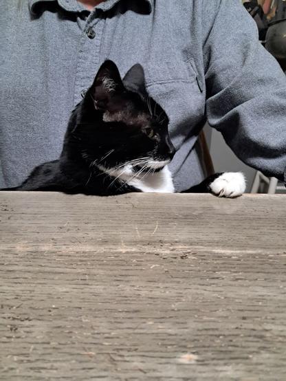 Head (in profile) and front paw of a black and white cat visible at a gray table. Cat is sitting in the lap of a person wearing a blue button-down shirt.