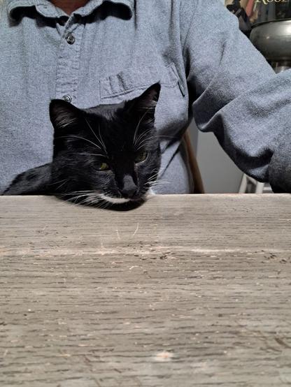 Head of black and white cat facing toward camera visible behind grey table. Cat is sitting on the lap of a person wearing a blue button-down shirt.