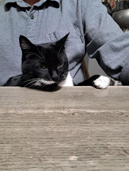 Head and front paw of a black and white cat visible above a grey table. Cat is sitting in the lap of a person wearing a blue button-down shirt.