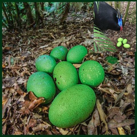 The  main picture shows a clutch of seven mottled green eggs lying on a ground covered in brown fallen leaves. In the top right hand corner is a small picture of a southern cassowary standing behind a clutch of four eggs.