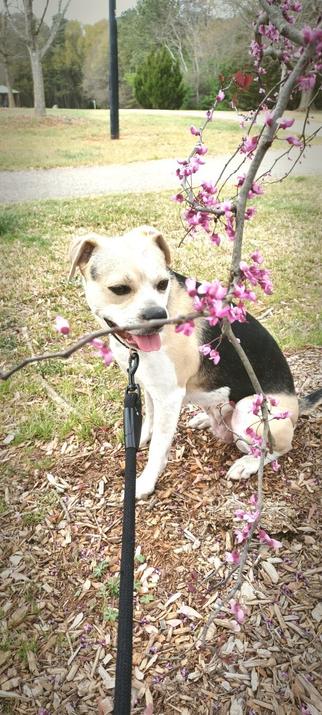 A Puggle mix dog sits slightly facing the camera. A blooming branch of an Eastern Redbud Tree is in front of the dog -- the intent being to photograph the dog with the tree. In the background is a park scene with grass, a paved walking path and a lamp post.