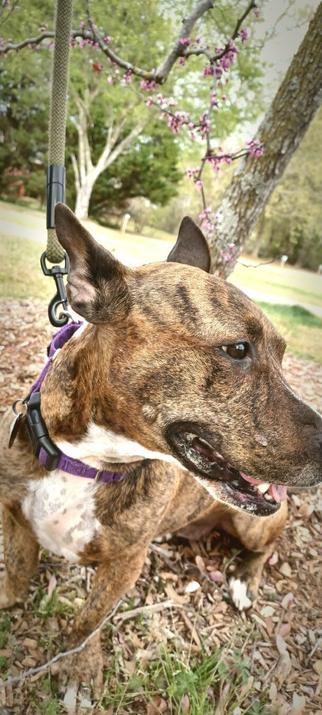 A similar scene to the previous image shows a brown, brindled dog with pointed ears standing in front of a blooming Eastern Redbud Tree. In the background, there is a park scene, grassy, framed by trees.