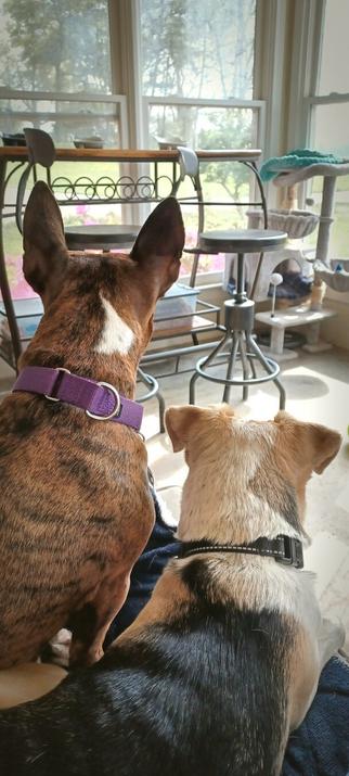 A brown brindle dog with pointed ears sits facing windows and bar-height table overlooking a yard on a sunny day. The dog's back is turned to the camera, revealing a white triangular patch of fur on the back of her neck. A Puggle mix lies next to her, also watching the windows. The Puggle is cream and white with a black saddle-patch on her back. They seem content.