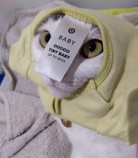 A photo of a cat. His little white face is popping out of the head of a tiny yellow garment. His green eyes are slightly obscured by a label flopping over his face that reads, 'BABY OOOOO TINY BABY UP TO 3KGS'.