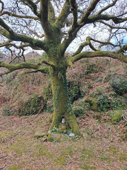 The Buddha tree