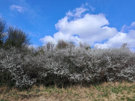 Blackthorn flowering