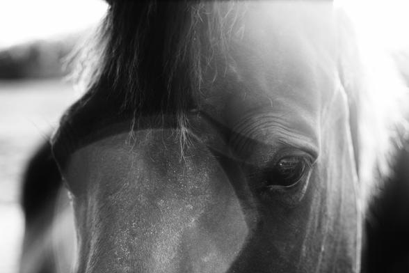 A black and white photo showing a view of a horse's face with a lens flare giving patterns of light and shadow.