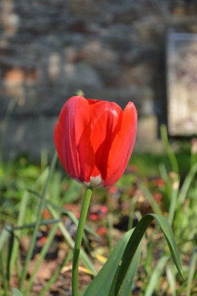 Tulipan vermello nun xardín. O fondo está desenfocado.