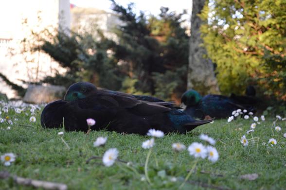 Dous patos durmindo no céspede. Hai ao seu carón unhas margaridas parcialmente desenfocadas. Ao fondo, árbores que se mostran desenfocadas.