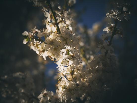 The image shows a close-up of a cluster of white flowers blooming on a branch. The flowers are softly illuminated by light, creating a contrast with the darker background. The petals are delicate, and the stamens are visible, adding texture to the scene. The overall mood is serene and natural.