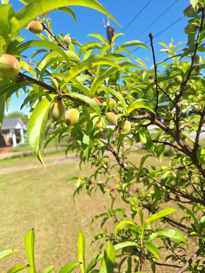 A six year old peach tree with multiple little peaches beginning to grow on its branches.