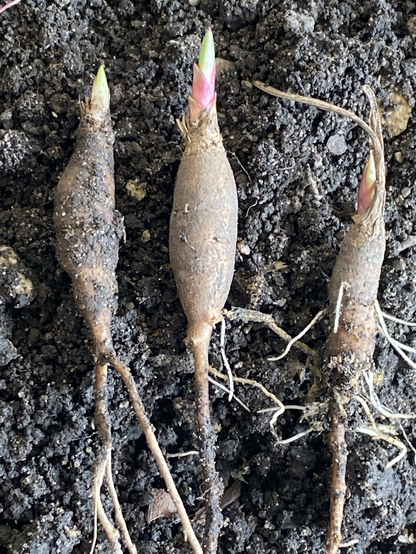 The focus of the photograph is three tiny tubers in potato tan. The top of each tuber is just pushing out the stem. The bottom of the tuber on the right has pushed out white roots. The background is dark soil on a pie plate.
