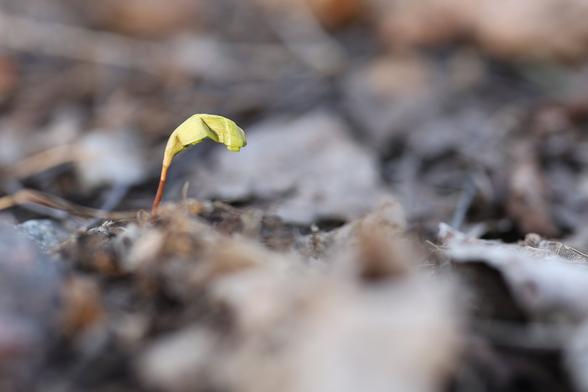 A photo of a Norway maple seedling.