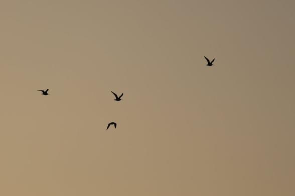 A photo of four Eurasian curlews flying in the evening sky.
