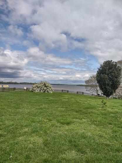 A bright green field looking out over a broad river under puffy clouds with a wood fence and white -flowered bush in the middle distance