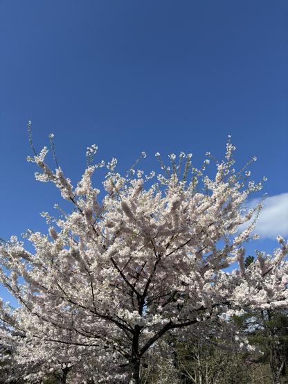 A Japanese cherry tree with full pink blossoms.